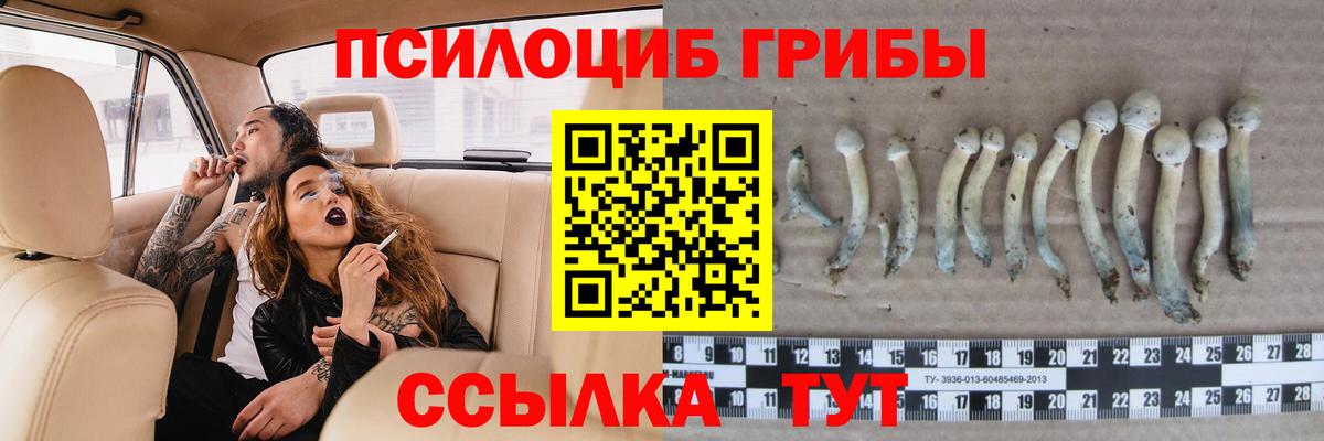 Галлюциногенные грибы Psilocybine cubensis Гусев